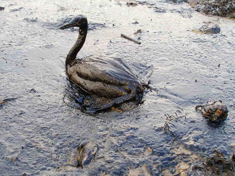 Sea bird poisoned in oil spill